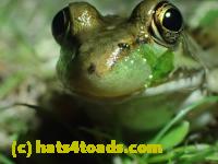 /home//u458753944/public_html/sourcegallery///Frogs/Mixed frogs/P7170998.JPG